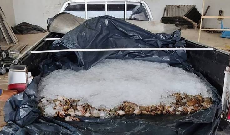 SEFA apreende carga com 1 tonelada de camarão e lagosta