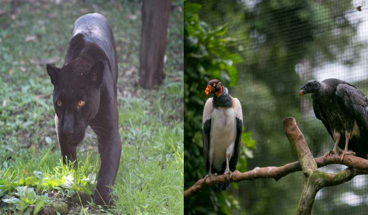 Conservação: Onça-pintada e urubu-rei paraenses viajam ao Rio Grande do Sul em intercâmbio entre zoológicos