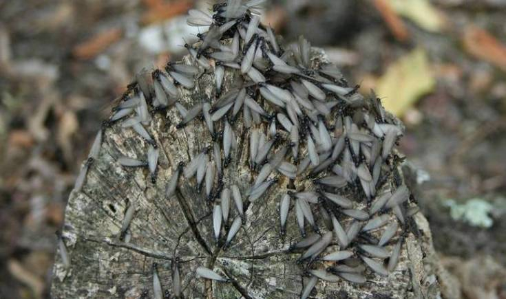 Saiba o que são os insetos que aparecem no calor e ficam na luz