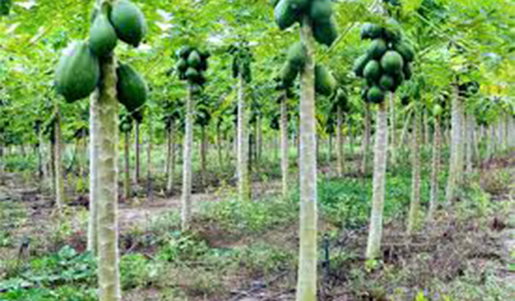 Modernização da Agricultura na Amazônia