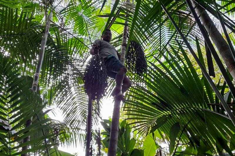 Produção de açaí no Marajó recebe incentivo com apoio técnico da Emater