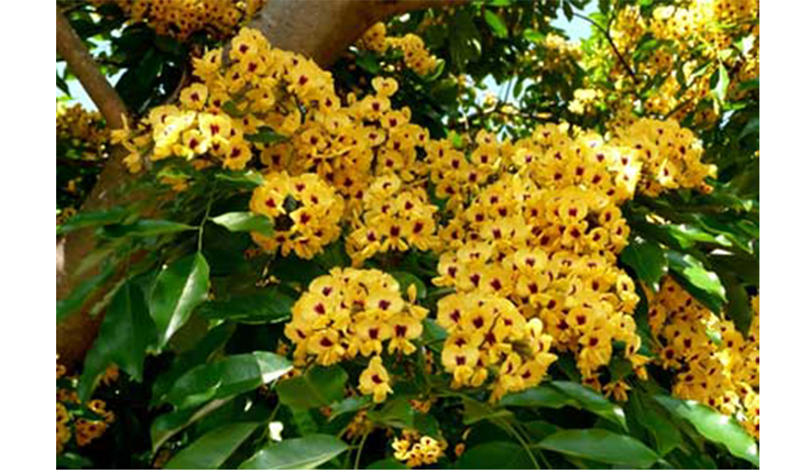 Quais São as Flores Brasileiras?