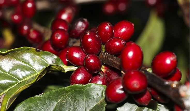 Safra de café 2022 pode chegar a 53,4 milhões de sacas