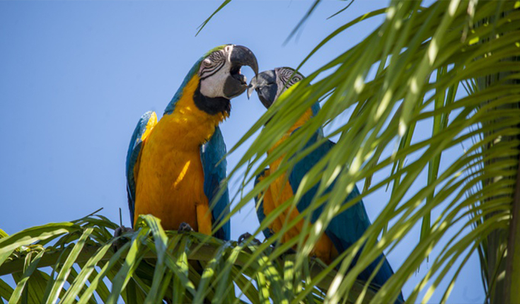 Luciana Pires/Secom Palmas