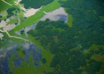 Estado fortalece o desenvolvimento de florestas produtivas no Pará