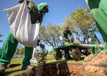 Governo do Estado vai plantar 50 árvores no Parque Belém Porto Futuro