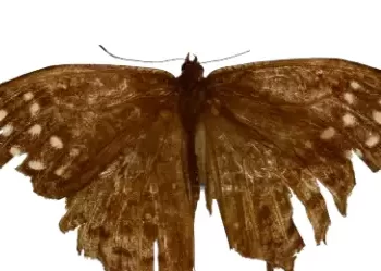 Pesquisadores encontram borboleta amazônica pela primeira vez em floresta de Parauapebas
