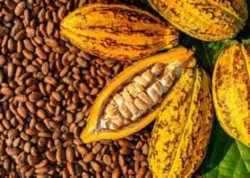 Altamira será sede do Chocolat Xingu pelo segundo ano consecutivo