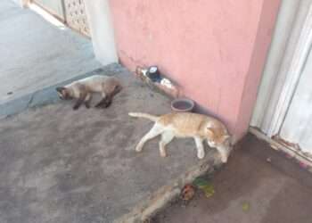 Casos de abandono de animais aumentam no período de férias