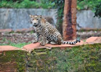 BioParque Vale Amazônia tem programação especial e traz atividades para aproveitar as férias escolares com toda a família