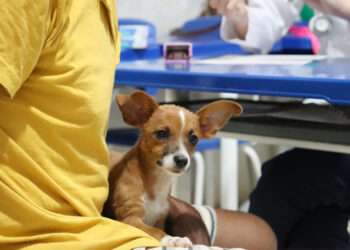 Parauapebas: Ação orienta população sobre Leishmaniose no município