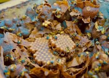 Parauapebas: Município sedia 19º APIPARÁ