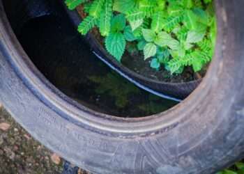 Amapá: Governo do Estado orienta população sobre cuidados para evitar dengue, chikungunya e zika