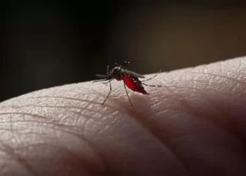 Nacional: Brasil chega a mais de 2 milhões de casos de dengue