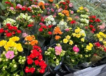 Iniciado no dia 8 deste mês, março, o Verdadeiro Festival das Flores chega à reta final oferecendo facilidade para você comprar.