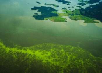 Pará: Estado registra queda de 59% nos alertas de desmatamento no mês de março