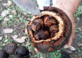 Pará: Produção de castanha-do-pará gera renda e fortalece bioeconomia em áreas protegidas