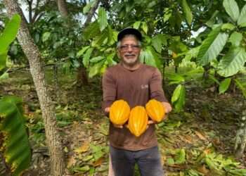 Parauapebas: Município desponta com grande potencial em produção cacaueira