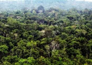 Pará: Estado recebe contribuições da população para a revisão do Plano Estadual Amazônia Agora