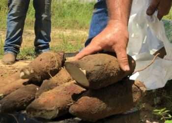 Amapá: Com investimentos do Governo, produção local de mandioca bate recorde nacional