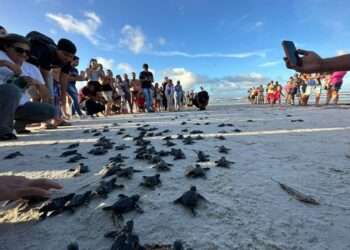 Pará: ‘Dia Internacional da Biodiversidade’ celebração com avanços na conservação ambiental