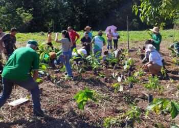 Pará: Refúgio de Vida Silvestre Metrópole da Amazônia recebe plantio de mil mudas
