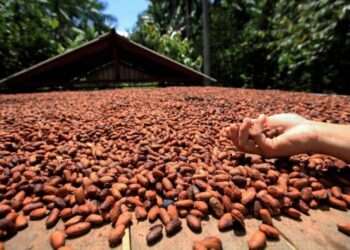 Pará: Estado lidera produção nacional de cacau e está entre as melhores amêndoas do mundo 