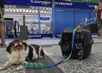 Pará: Pets podem ser levados em transportes intermunicipais seguindo algumas regras; entenda