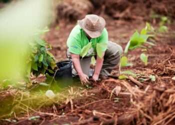 Estado divulga plano visitação de área para restauração florestal em Altamira