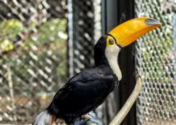 Parque Zoobotânico convida público a escolher nome do novo morador do Mangal