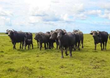 Sedap disponibiliza estudo sobre o setor agropecuário municipal do Pará