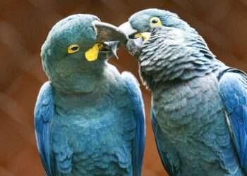 Nascimento da Primeira Arara-Azul-De-Lear no Cecfau