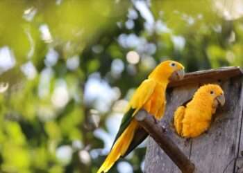 Pará avança na proteção e preservação da biodiversidade com ações pioneiras