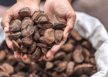 Abertura da safra da castanha-do-pará reforça bioeconomia na Floresta Estadual do Trombetas