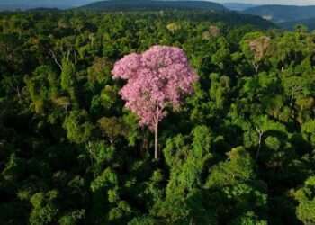 Aniversário de 27 Anos da Floresta Nacional de Carajás: Um Patrimônio Natural em Festa