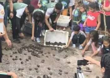 Animais são das espécies tartaruga-da-amazônia, tracajá, calalumã e acassu e foram soltos na Floresta Estadual de Faro