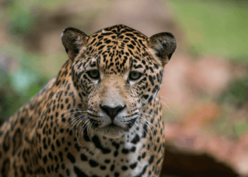 BioParque Vale Amazônia celebra 40 anos com novas atrações