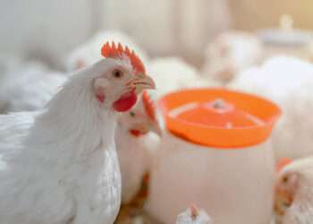 Programa Rotação de Fato, a estratégia eficaz da Phibro para a prevenção da coccidiose 