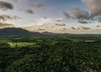 Vale atinge 50% da meta voluntária de proteção florestal para 2030