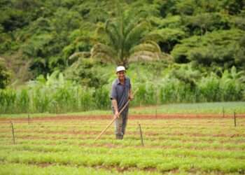 Prefeitura de Canaã dos Carajás abre seleção para entidades comporem o Conselho Municipal de Desenvolvimento Rural