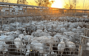 São Geraldo do Araguaia (PA) divulga resultados da sétima etapa nacional do Circuito Nelore de Qualidade