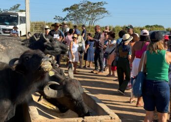 Festival Buffalo’s Gourmet e Rota do Búfalo se consolidam como atração turística em Parauapebas