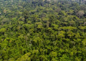 Dia da Amazônia: Estudo comprova papel vital do conjunto de florestas de Carajás no combate às mudanças climáticas