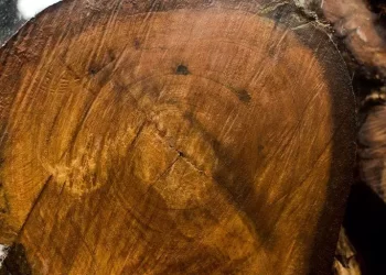 Tarifas dos EUA reduz em quase 20% exportação de madeira do Pará e setor mira Europa e Ásia