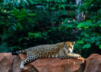 BioParque Vale Amazônia celebra o Mês das Crianças com programação especial neste domingo, 26