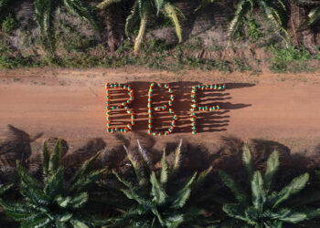 Colapso da Gigante do Dendê: Justiça Decreta Falência da Brasil Bio Fuels (BBF)