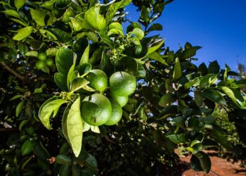 Combinação de chuva e altas temperaturas aumentam riscos de doenças na citricultura