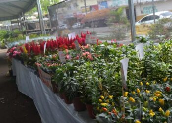 3ª edição do Festival das Flores está sendo realizado em Canaã dos Carajás