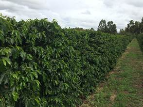 Uso de alga marinha como bioestimulante cresce na cafeicultura e contribui para ganhos de produtividade