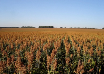Sorgo avança no calendário agrícola e pode ser destaque da safrinha, revela levantamento da Conab